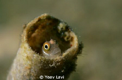 Pipping
small gobi pipping from a tube by Yoav Lavi 